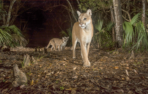 Tạo bệ phóng cho những nhà làm phim trẻ