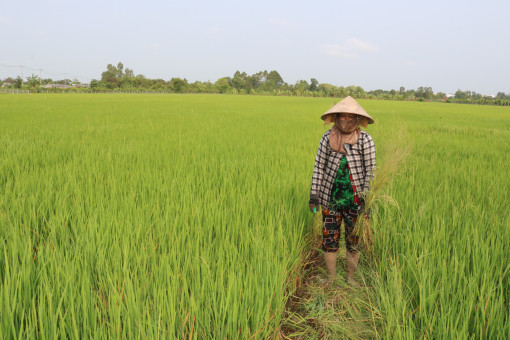 Chủ động chăm sóc lúa hè thu