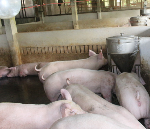 Xây dựng vùng chăn nuôi an toàn dịch bệnh