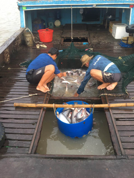 Giữ vững mô hình nuôi cá bè