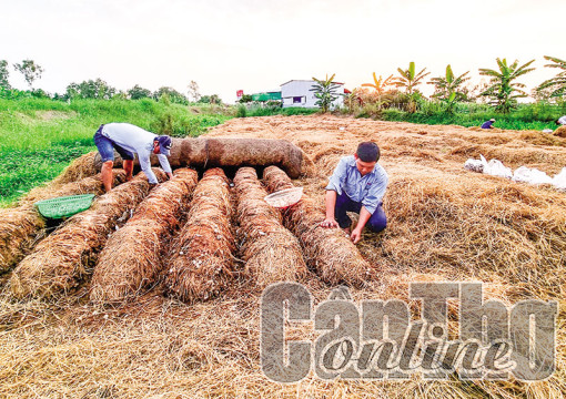 Cần các giải pháp đồng bộ trong quản lý rơm rạ