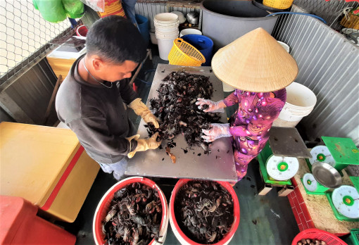 Ba khía muối trộn sẵn không đủ bán