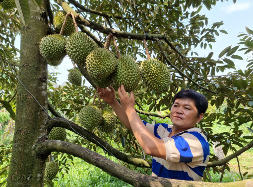 Mời doanh nghiệp tham gia liên kết sản xuất, tiêu thụ trái cây cho nông dân
