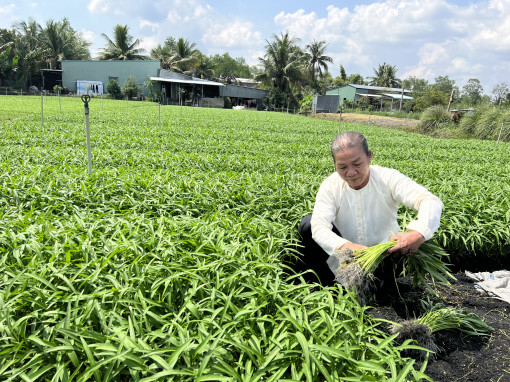 Hợp tác xã nông nghiệp ứng dụng tiêu chuẩn, nâng giá trị nông sản