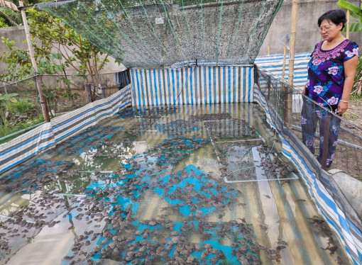 Giá ếch thịt giảm mạnh