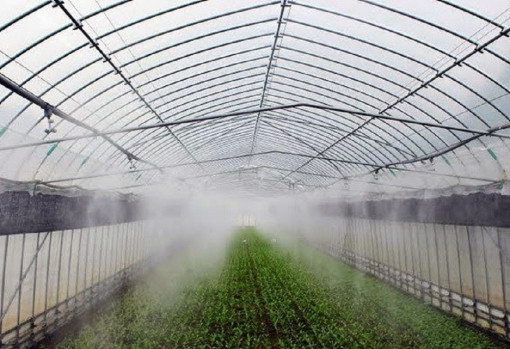 Đơn vị thiết kế hệ thống tưới phun sương chuyên nghiệp tại Cần Thơ