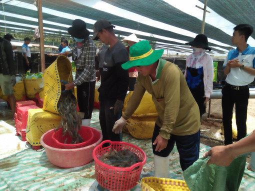 Để con tôm ngược dòng vượt khó