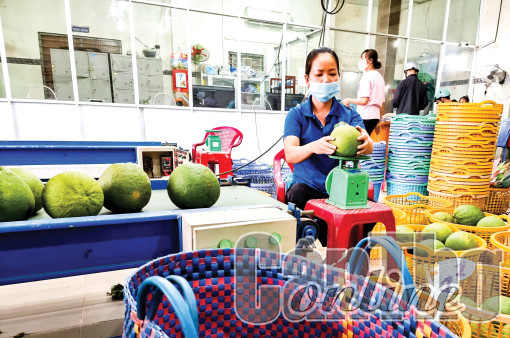 Thúc đẩy liên kết, phát triển các chuỗi giá trị nông sản