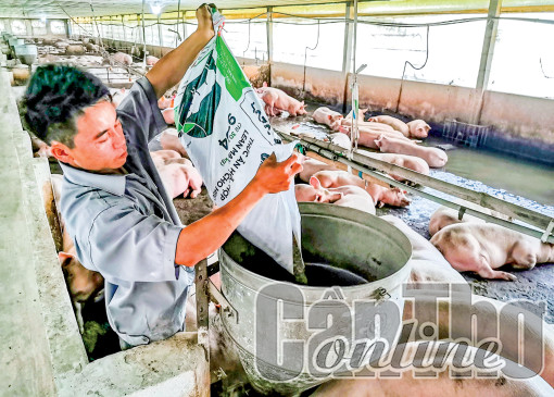 Đảm bảo an toàn đàn vật nuôi trong thời điểm chuyển mùa