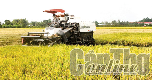 Vĩnh Thạnh: Gần 20.000ha tham gia đề án chuyên canh lúa chất lượng cao