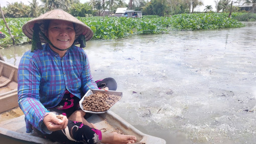 Kỳ lạ đàn cá tra “nương nhờ” bến sông Cái Bé