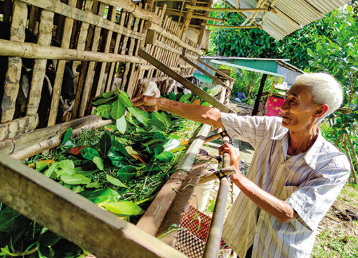 Giá dê hơi khởi sắc, giá trái chanh và tắc giảm, giá phân đạm tăng mạnh