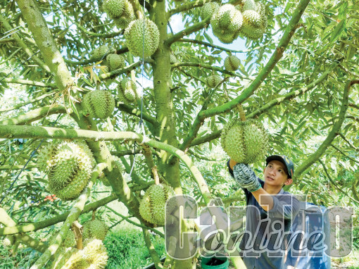 Gia tăng giá trị sầu riêng với phân bón hữu cơ