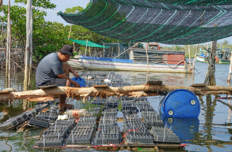 Nuôi cua biển trong hộp nhựa