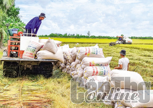 Chủ động thu hoạch và tiêu thụ lúa hè thu