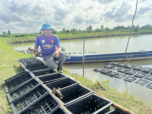 Nuôi cua biển - chuyển đổi cách làm mới nâng cao hiệu quả