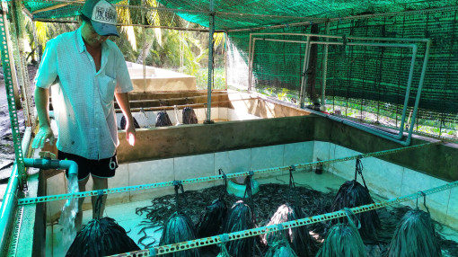 Lươn thịt giảm giá