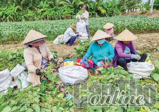 Triển vọng phát triển mô hình trồng đậu nành rau trên nền đất ruộng
