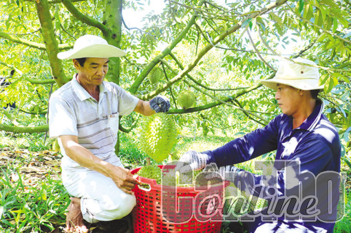 Liên kết để nâng cao chuỗi giá trị nông sản