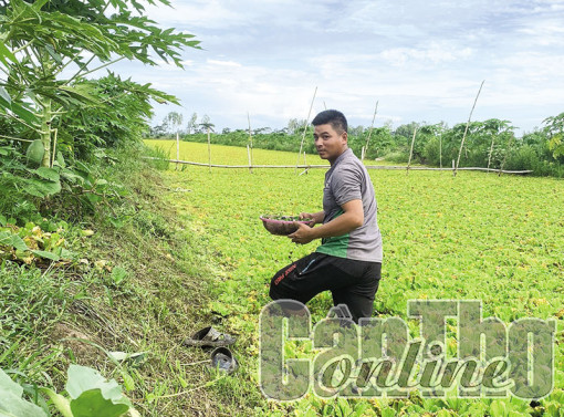 Khấm khá nhờ nuôi ốc bươu đen