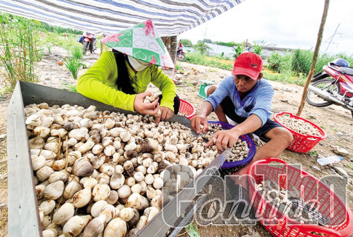 Giá nấm rơm tăng