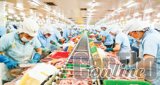 ĐBSCL - Xuất khẩu cá tra còn nhiều khó khăn