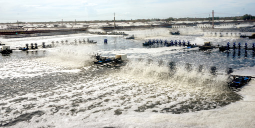 Cần có tầm nhìn xa để mở đường cho ngành tôm phát triển