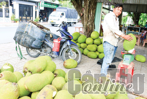 Giá mít Thái khởi sắc trở lại