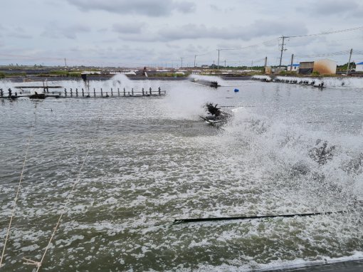 ĐBSCL nuôi tôm công nghệ cao hướng đến bền vững và hiệu quả