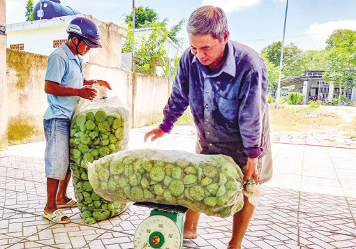 Giá gương sen tăng, nhãn Ido bán được giá, giá cá tra nguyên liệu giảm
