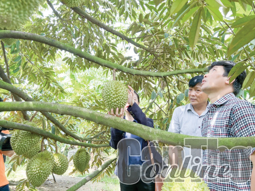 Xuất khẩu rau quả tăng mạnh