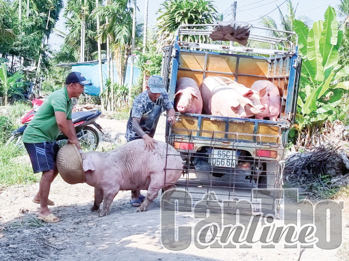 Heo hơi tăng giá, người chăn nuôi heo vẫn còn gặp khó!