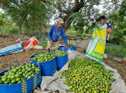 Giá chanh và tắc giảm mạnh