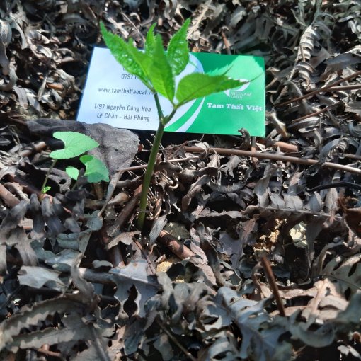 Cây Tam Thất Bắc có thực sự tốt như lời đồn?