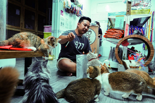 Khởi nghiệp với dịch vụ cho mèo kiểng