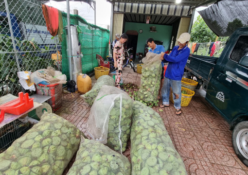 Cây sen giúp nâng cao thu nhập cho nông dân