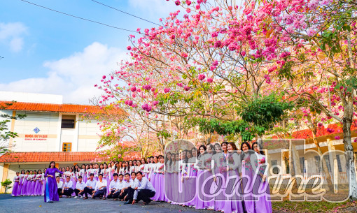 Nghiên cứu trồng kèn hồng trên tuyến đường dọc Kè rạch Khai Luông