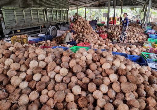 Dừa khô nguyên liệu giảm giá