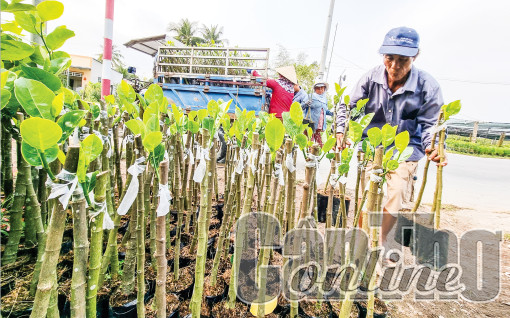 Để đảm bảo nguồn cung và chất lượng giống cây ăn trái