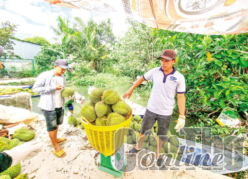 Giá trái sầu riêng tăng, giá cá tra giống giảm mạnh, xoài cát Hòa Lộc  tăng giá