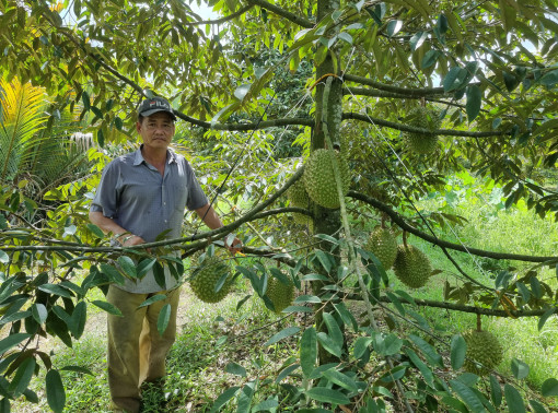 Nhiều tiềm năng phát triển ngành hàng cây ăn trái vùng ĐBSCL