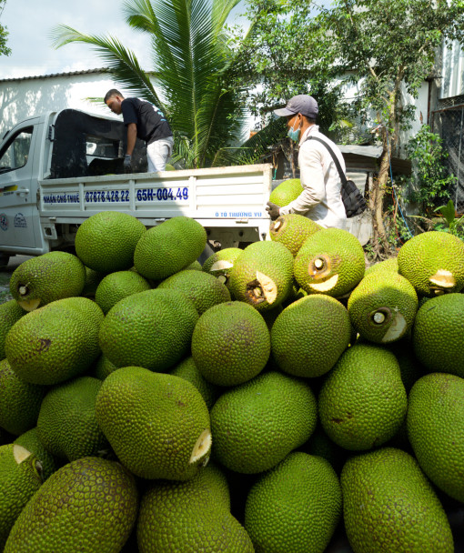 Giá mít Thái tăng