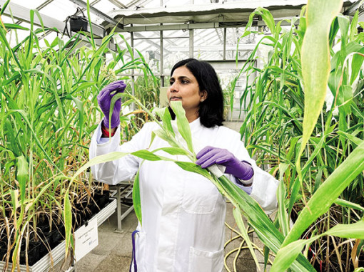 Ươm hạt giống trong không gian để thích ứng với biến đổi khí hậu