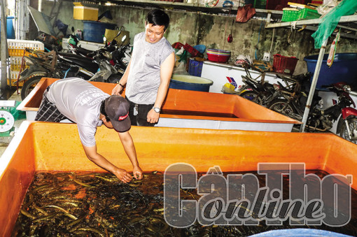 Giá lươn thịt giảm