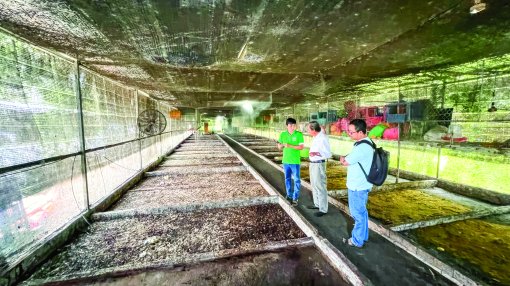 Người tí hon xanh