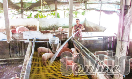 An toàn trong chăn nuôi, phòng chống dịch bệnh cho đàn gia súc, gia cầm