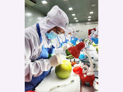 Số lượng và vốn đăng ký doanh nghiệp thành lập mới của ĐBSCL giảm so với cùng kỳ