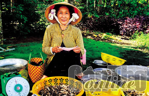 Giá nấm mối giảm nhưng vẫn ở mức cao