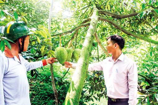 Chuyển đổi hơn 3.000ha đất trồng lúa sang trồng rau màu, cây ăn trái