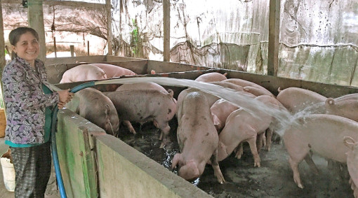 Vợ chồng đồng lòng phát triển kinh tế